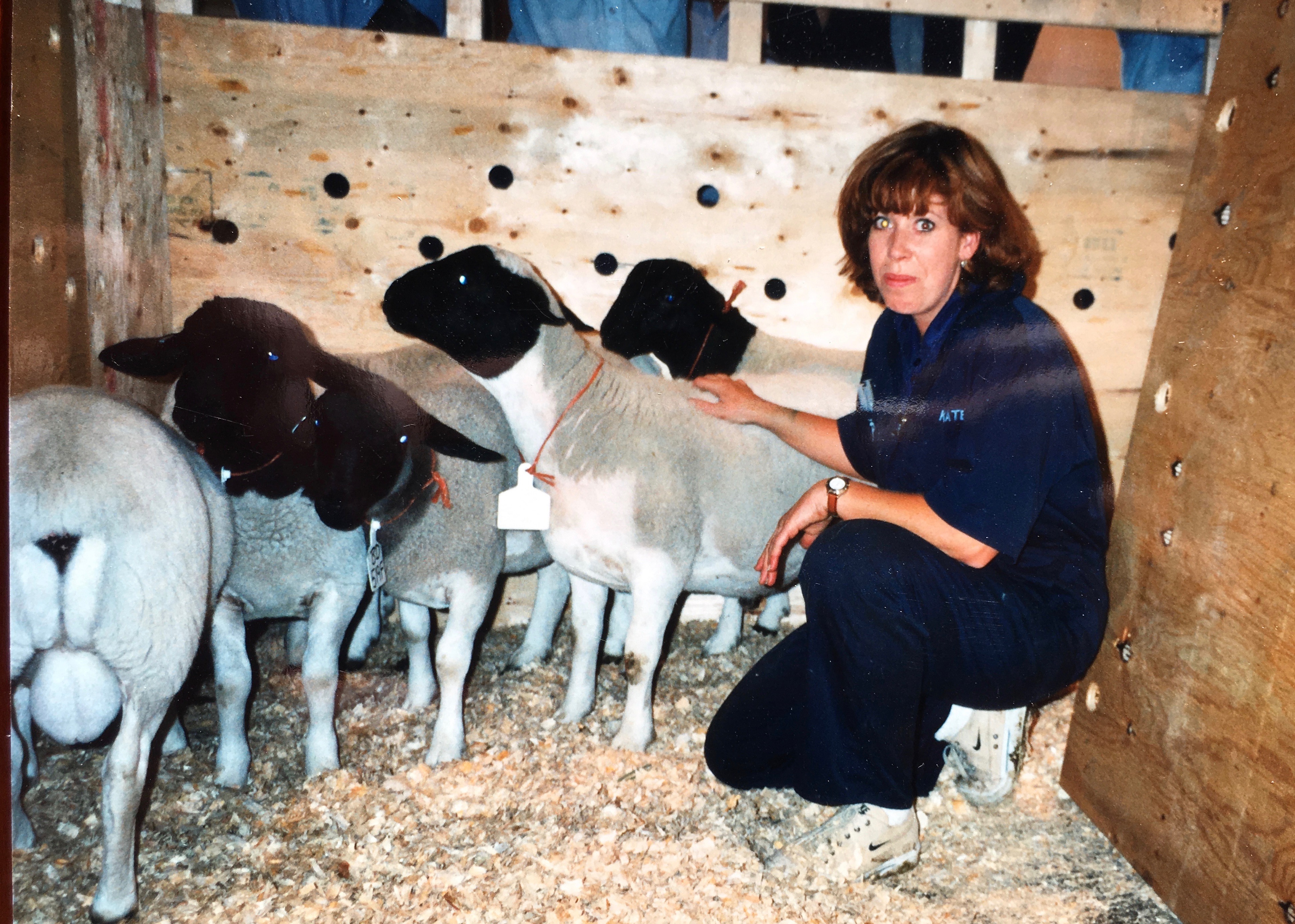 Shipping Dorper Lambs to Brazil 1998